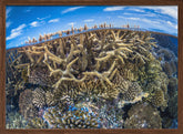 Split level with coral reef Poster