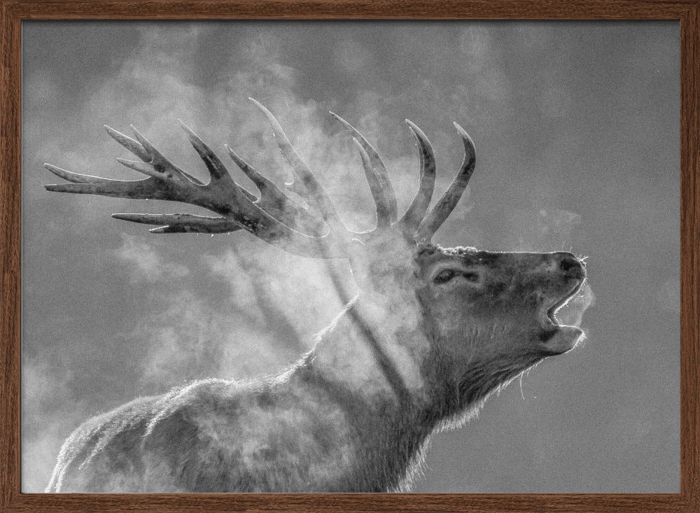 Red deer Poster