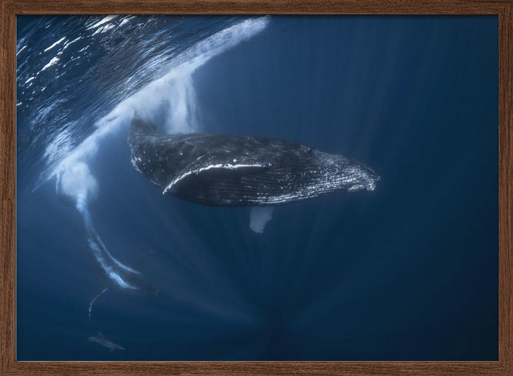 Humpback whale in active group Poster