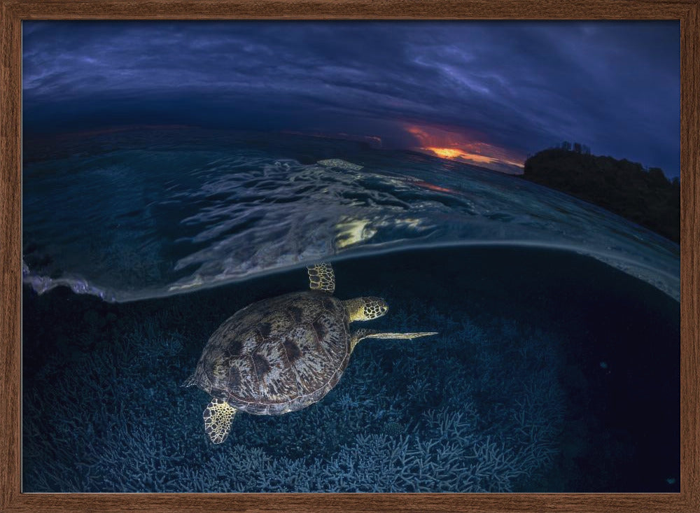 Green turtle at sunset Poster