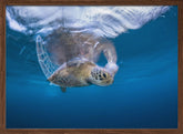 Swimming Green Turtle Poster