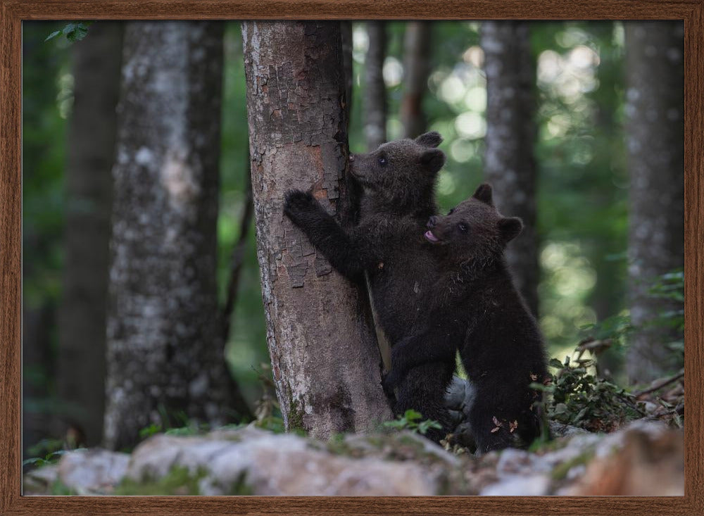 playing bear cubs 2 Poster