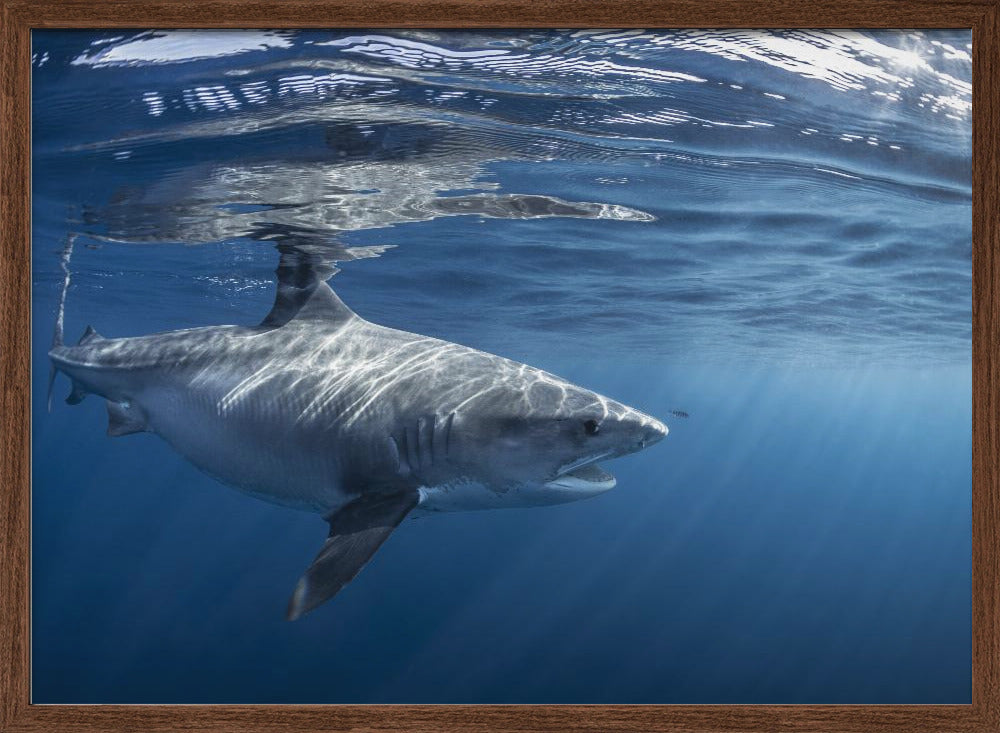 Encounter with a big tiger shark Poster