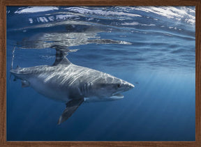 Encounter with a big tiger shark Poster