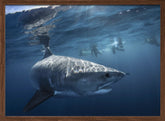 A Tiger shark is looking at me Poster