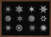 Twelve geometric snowflakes in black Poster