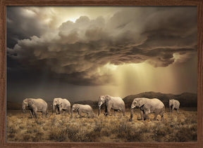 FreeElephants Poster