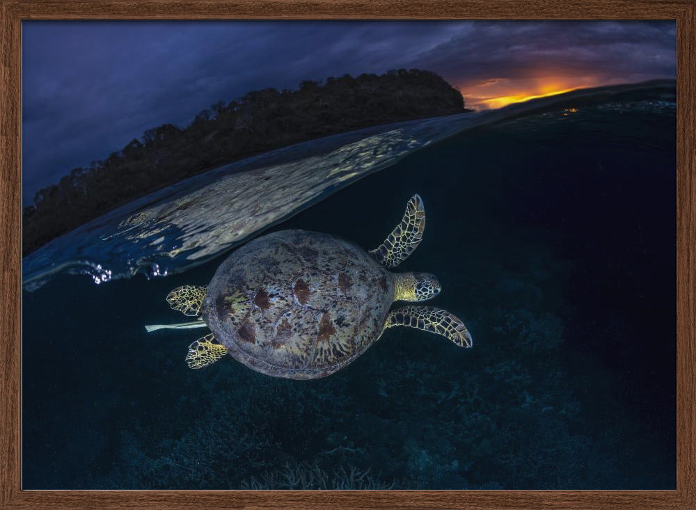 The green turtle and the blue hour Poster