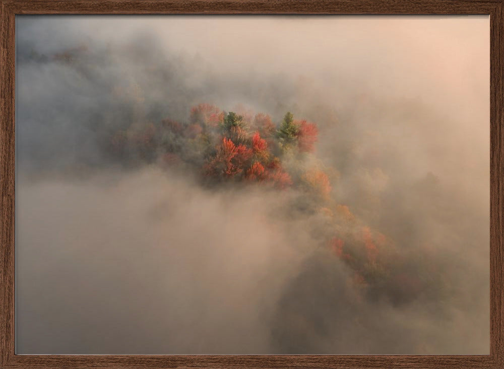 Foliage in the Fog Poster