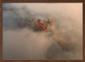 Foliage in the Fog Poster