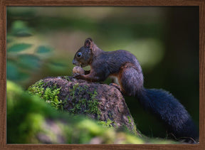 Squirrel with nut Poster