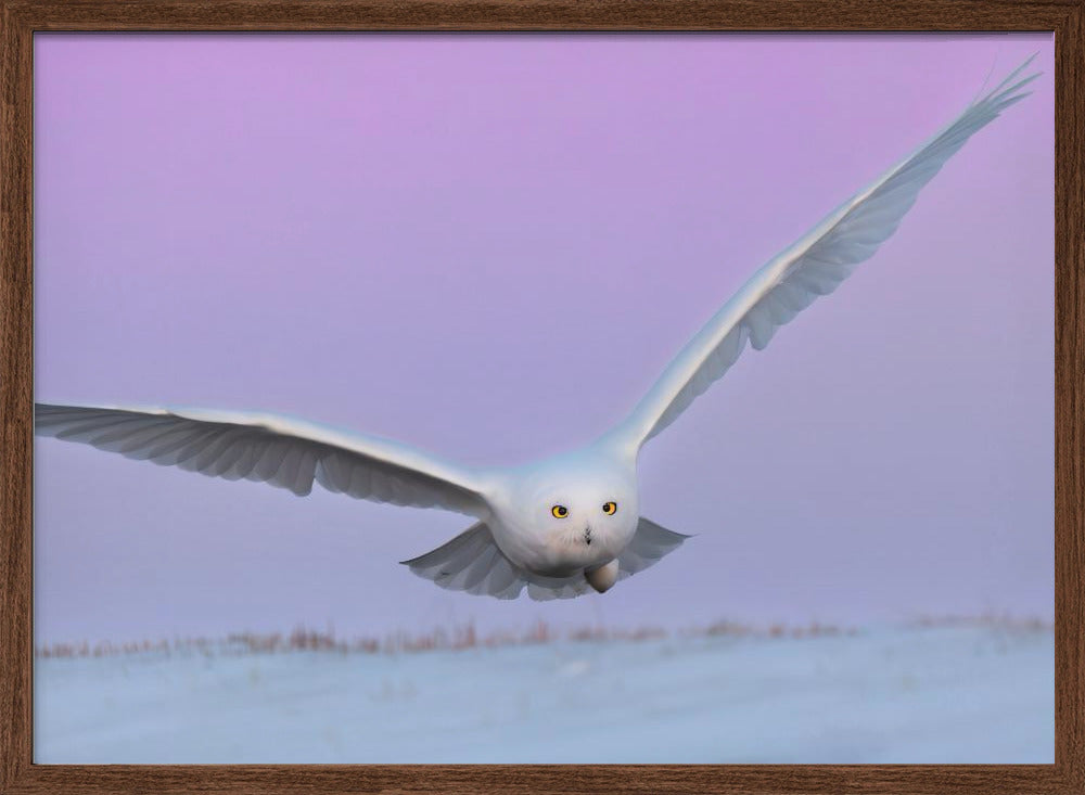 Snowy Owl in Flignt Poster