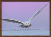 Snowy Owl in Flignt Poster