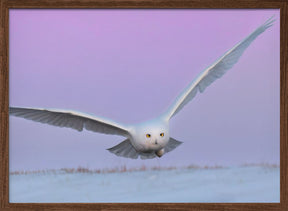 Snowy Owl in Flignt Poster