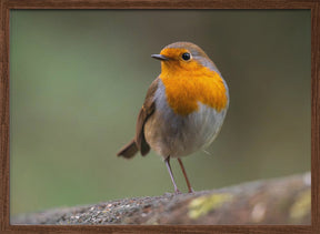 little robin 3 Poster