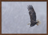 Bald Eagle in the Snow Poster