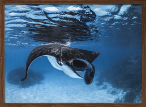 Manta Ray feeding Poster