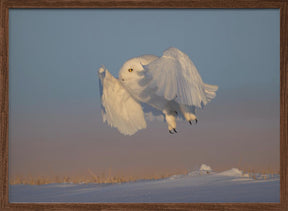 Snowy Owl Poster