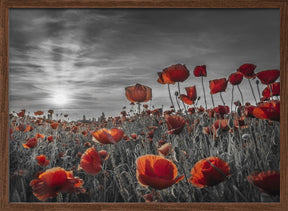 Poppies in the sunset | colorkey Poster