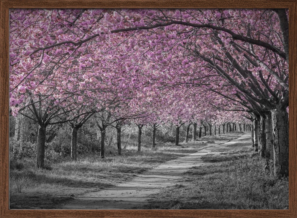 Charming cherry blossom alley in pink Poster