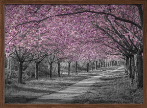 Charming cherry blossom alley in pink Poster