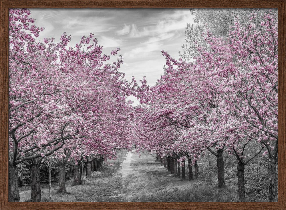 Charming cherry blossom alley Poster