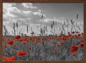 Field of poppies in colorkey Poster