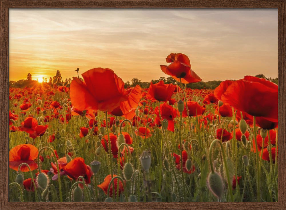 Setting sun in field of poppies | Panoramic Poster