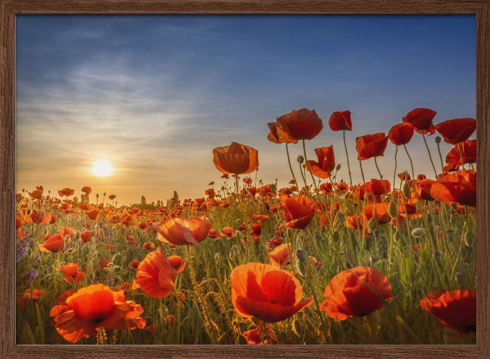 Poppies in the sunset Poster