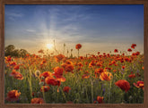 Poppy idyll in sunset Poster