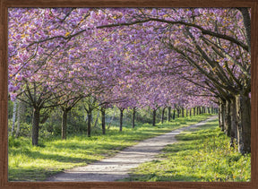 Idyllic cherry blossom alley Poster