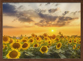 Sunflower field at sunset | Panoramic View Poster