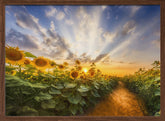 Path through the sunflower field Poster