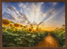 Path through the sunflower field Poster