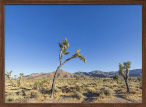 Joshua Tree National Park Impression Poster