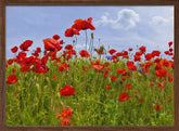 Field of Poppies | panoramic view Poster