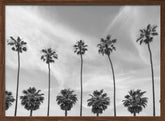 Palm Trees in La Jolla, California Poster