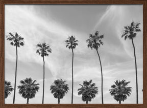 Palm Trees in La Jolla, California Poster