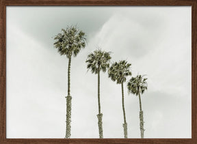 California Palm Trees Poster