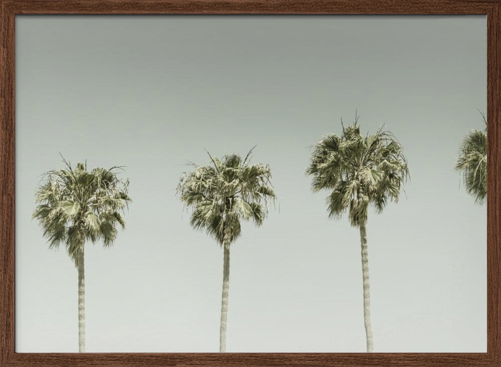 Panoramic Vintage Palm Trees Poster