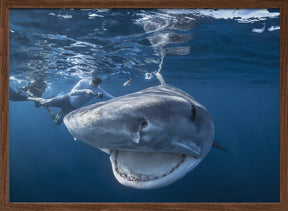 Very close up of Tiger Shark Poster