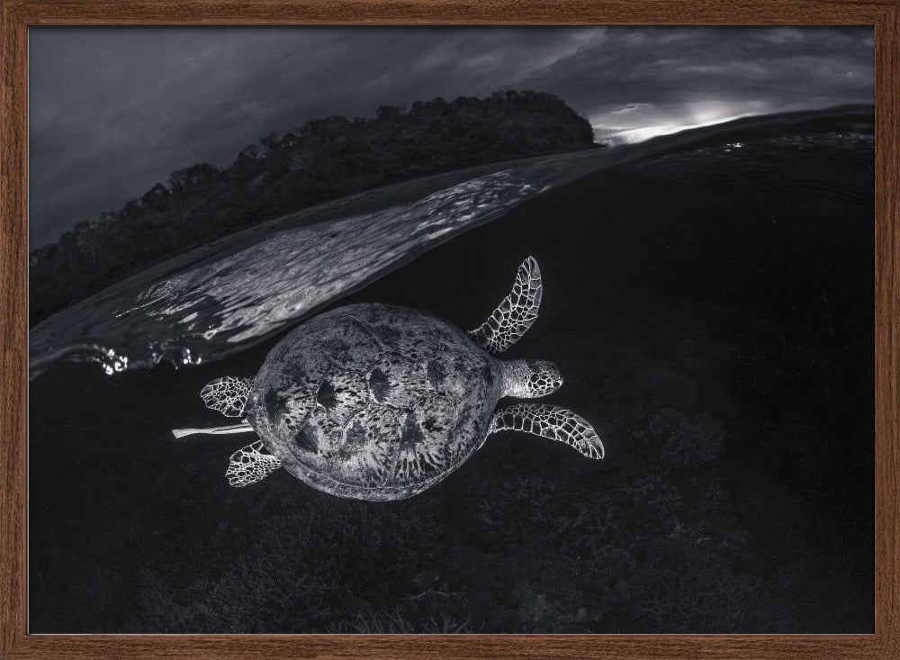 Monochrone, Split Level and Green Sea Turtle Poster