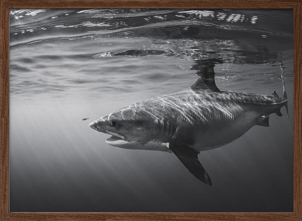 Monochrome Tiger Shark Poster