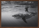 Monochrome Tiger Shark Poster