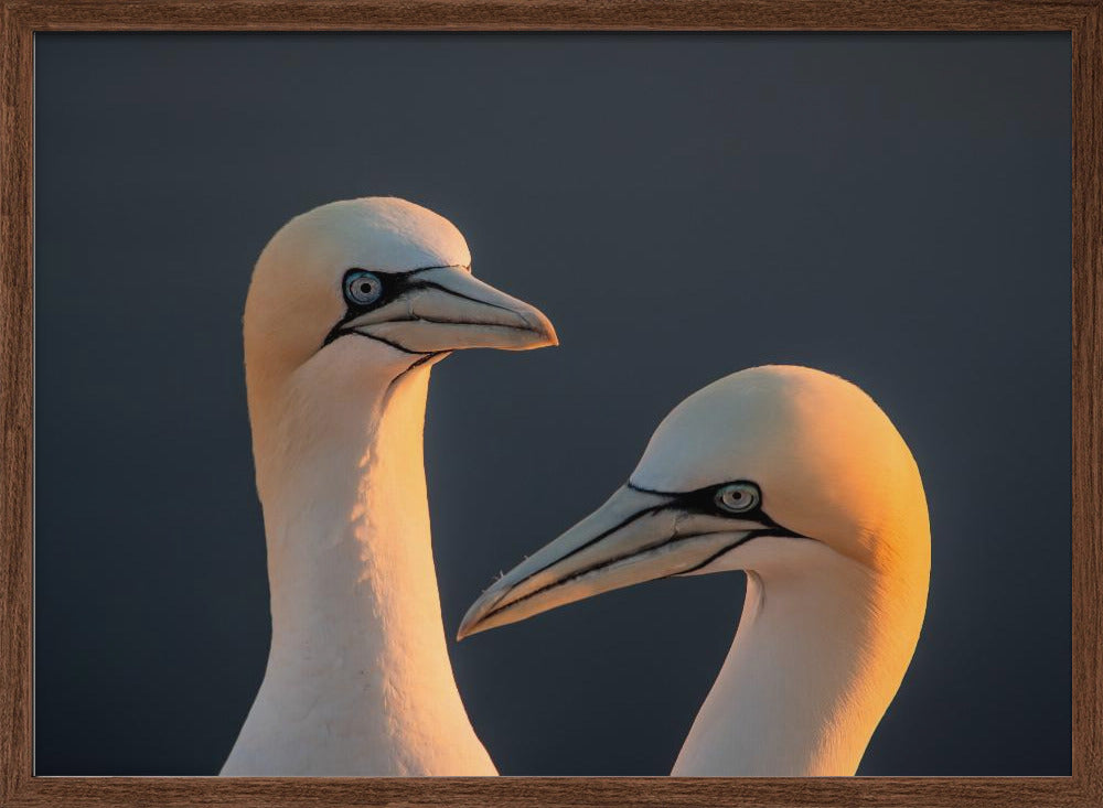 Northern gannet Poster