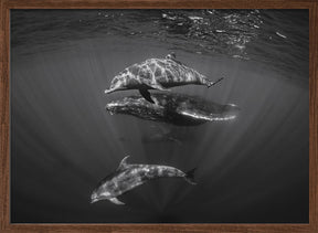 Dolphins with Black and whale Poster