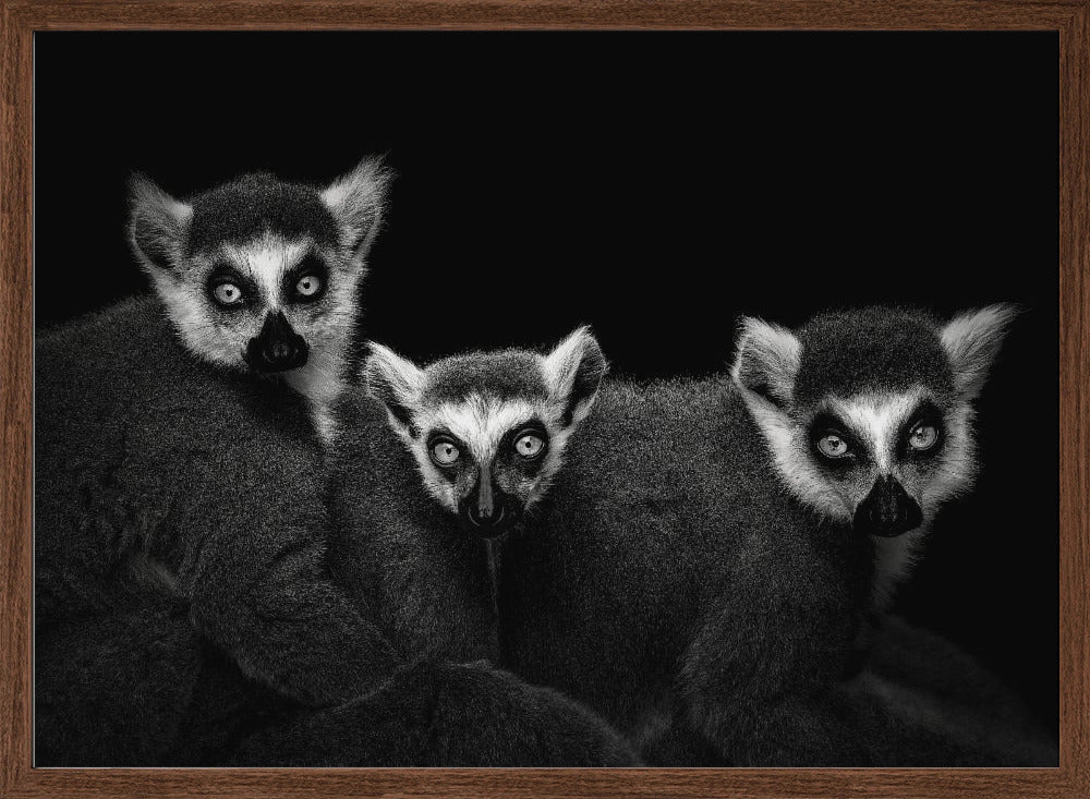 Lemur Trio Poster