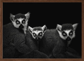 Lemur Trio Poster