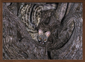 Small Spotted Genet Poster