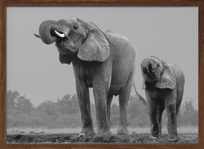 Elephants Poster